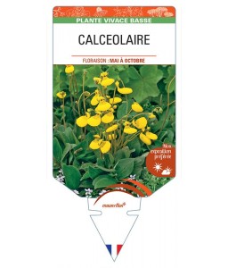 CALCEOLARIA BIFLORA (jaune)