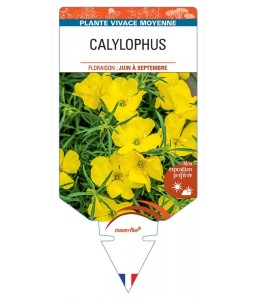 CALYLOPHUS
