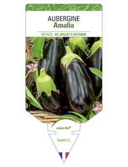 AUBERGINE AMALIA