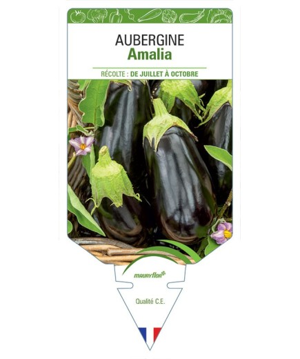 AUBERGINE AMALIA