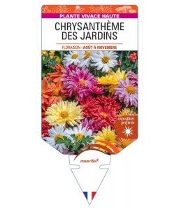 CHRYSANTHEMUM INDICUM voir Chrysanthème des jardins (varié)