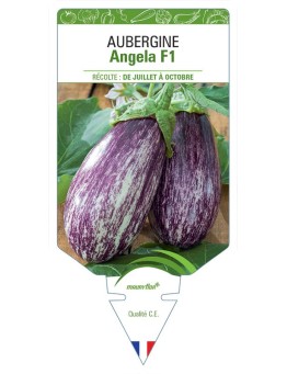 AUBERGINE ANGELA