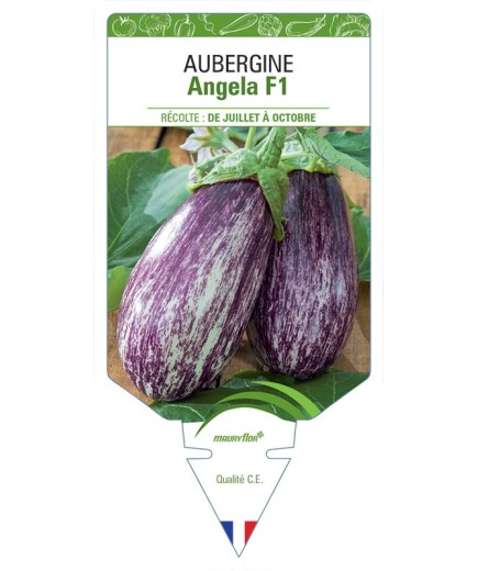 AUBERGINE ANGELA