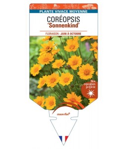COREOPSIS (grandiflora) SONNENKIND