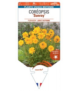 COREOPSIS (grandiflora) SUNRAY