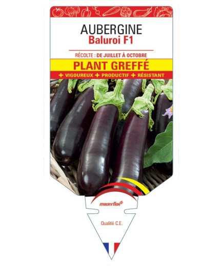 AUBERGINE BALUROI F1 PLANT GREFFÉ