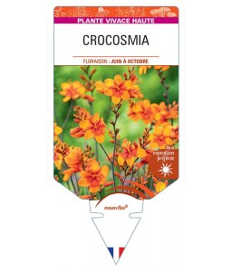 CROCOSMIA CROCOSMIIFLORA (orange)