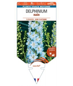 DELPHINIUM nain (bleu clair à cœur blanc)