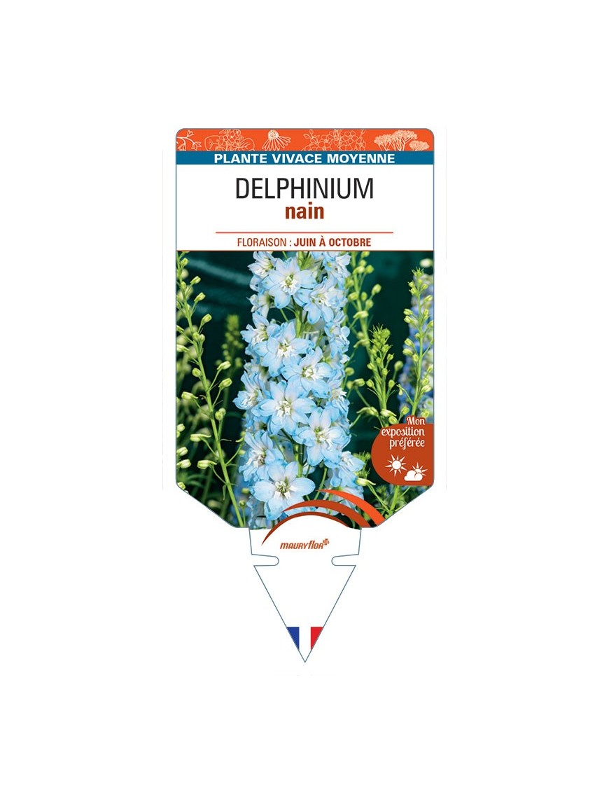 DELPHINIUM nain (bleu clair à cœur blanc)
