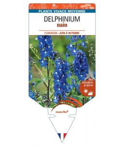 DELPHINIUM nain (bleu foncé à cœur blanc)