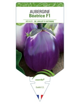 AUBERGINE BÉATRICE F1