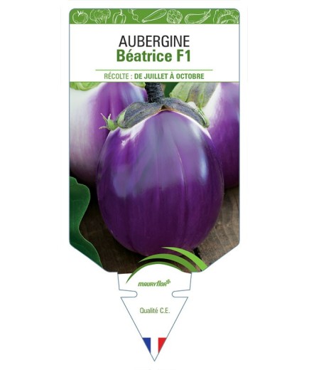 AUBERGINE BÉATRICE F1