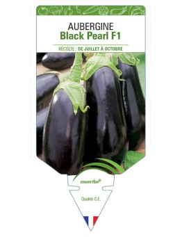 AUBERGINE BLACK PEARL F1