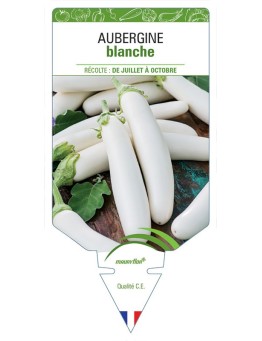 AUBERGINE BLANCHE