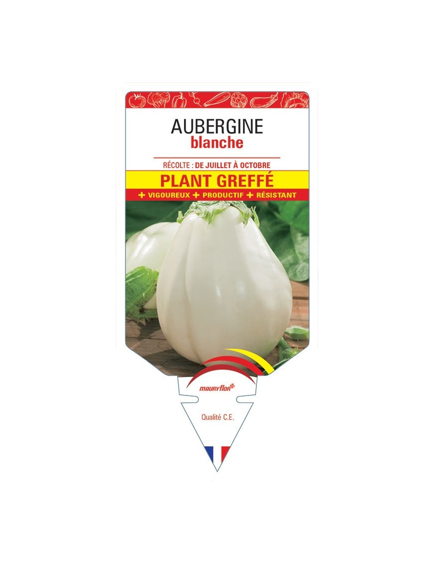 AUBERGINE BLANCHE PLANT GREFFÉ