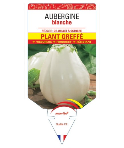 AUBERGINE BLANCHE PLANT GREFFÉ