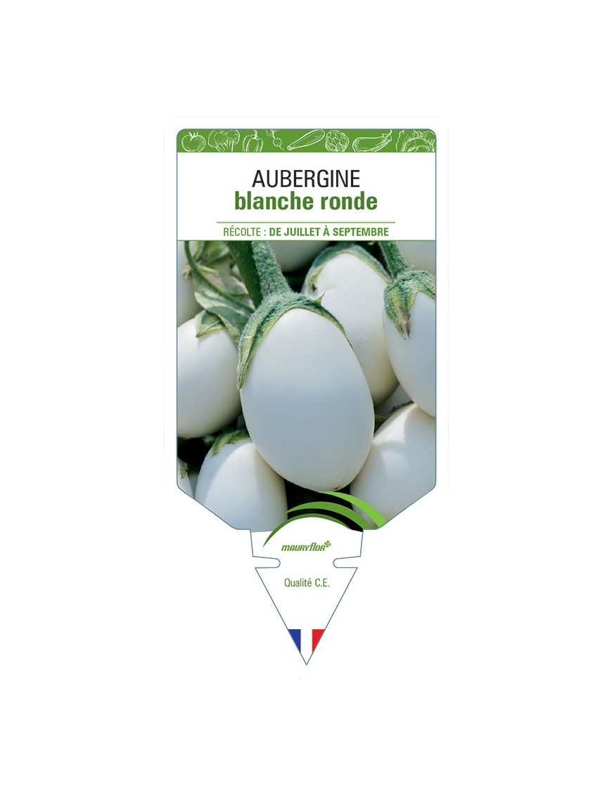 AUBERGINE BLANCHE RONDE