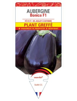AUBERGINE BONICA F1 PLANT GREFFÉ