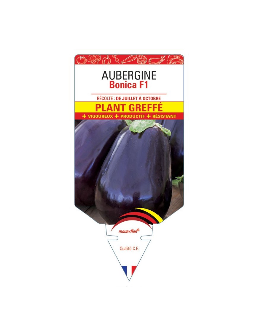 AUBERGINE BONICA F1 PLANT GREFFÉ