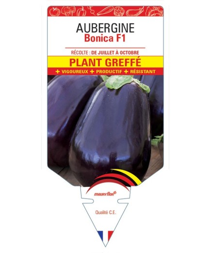 AUBERGINE BONICA F1 PLANT GREFFÉ