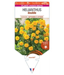 HELIANTHUS DOUBLE (jaune)