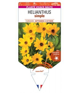 HELIANTHUS SIMPLE (jaune)