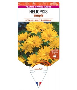 HELIOPSIS HELIANTHOIDES SIMPLE (jaune)