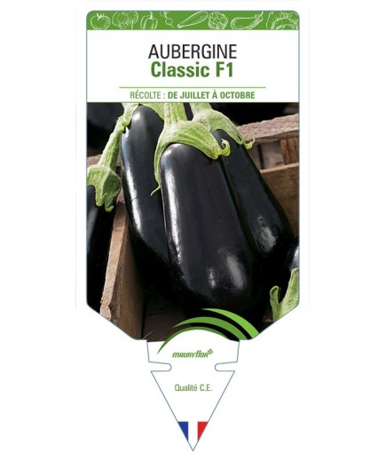 AUBERGINE CLASSIC F1