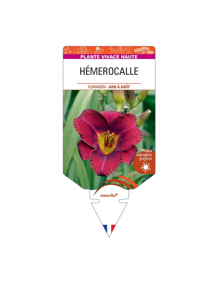 HEMEROCALLIS (violet)