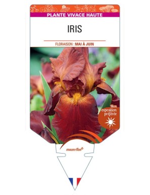 IRIS (germanica brun clair)