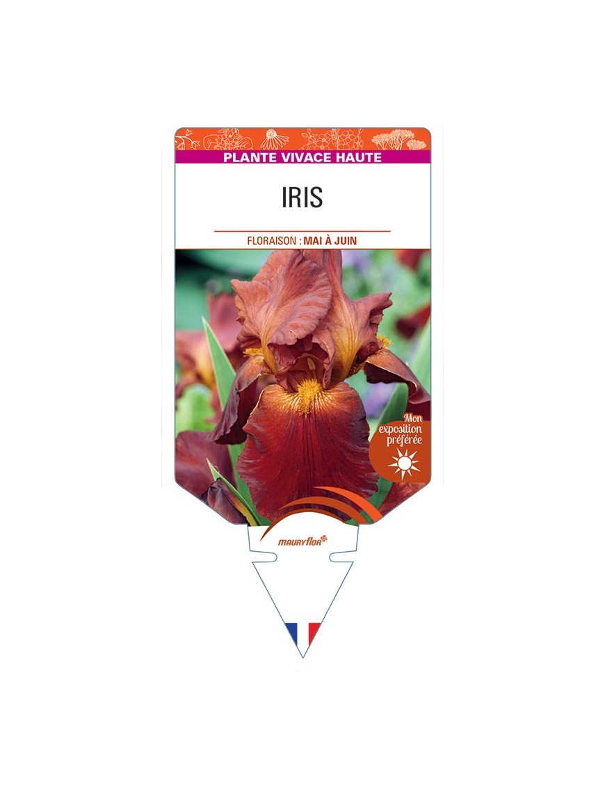 IRIS (germanica brun clair)