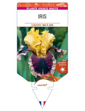 IRIS (germanica jaune et violet)