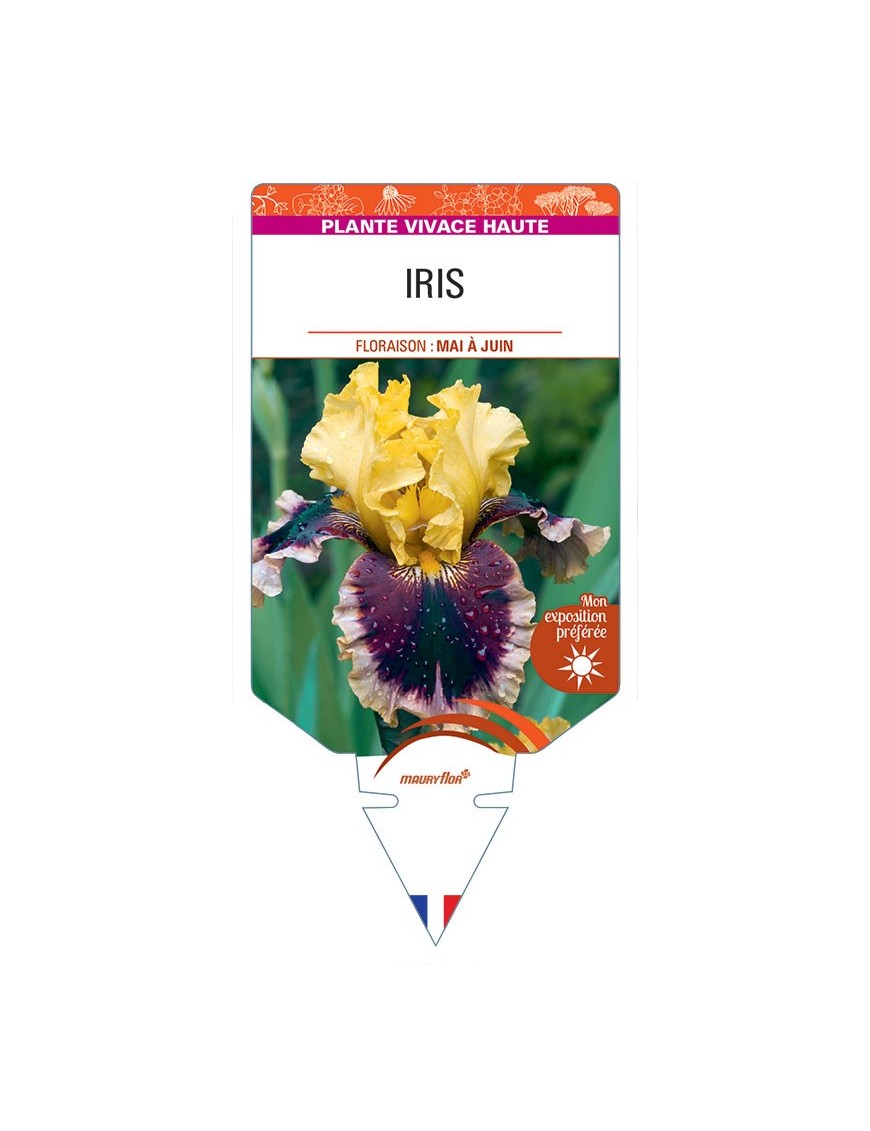IRIS (germanica jaune et violet)