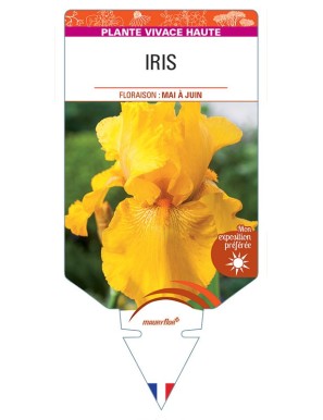IRIS (germanica jaune vif)