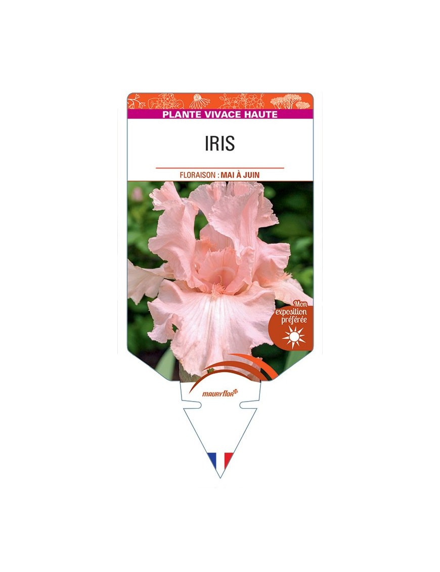 IRIS (germanica rose)