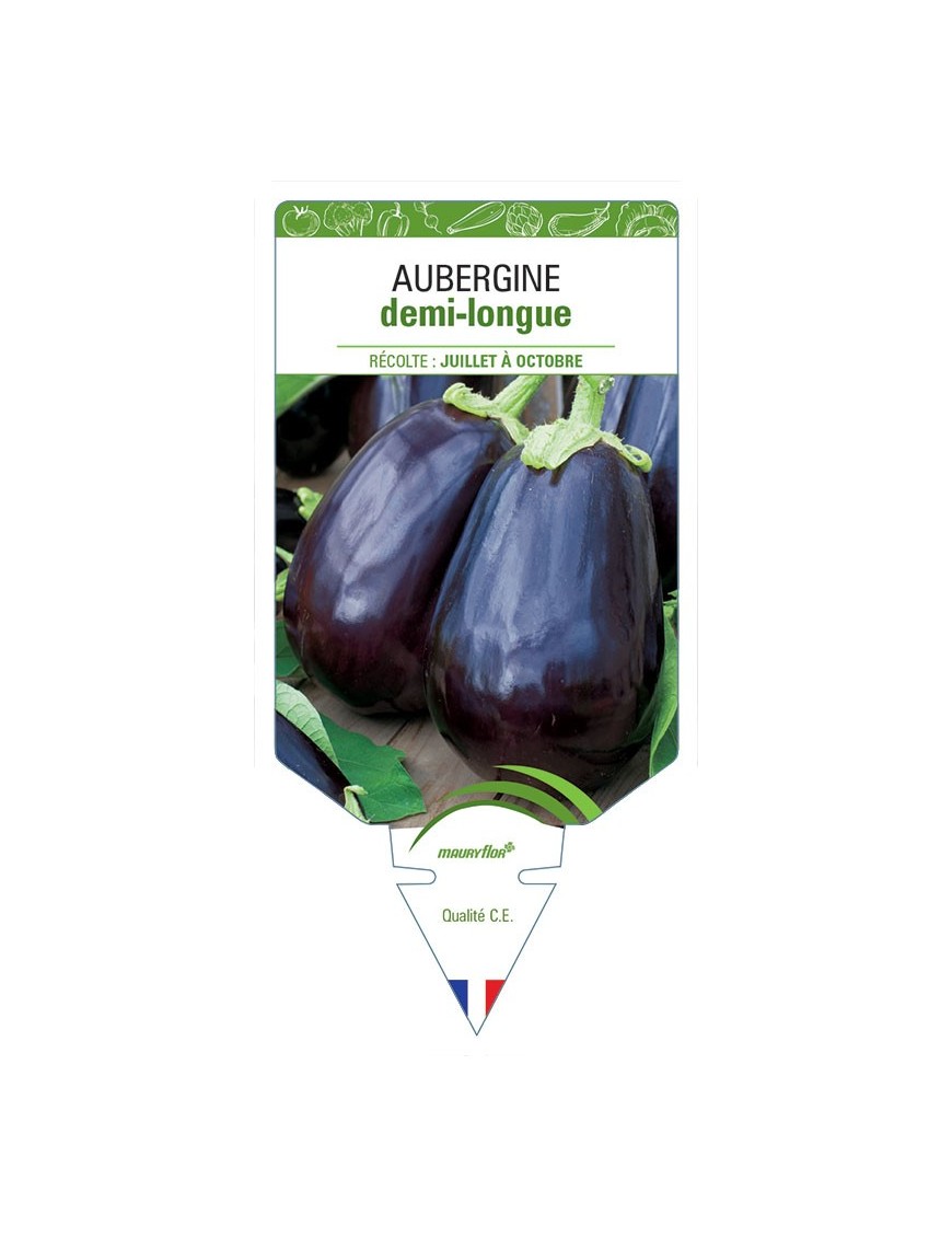 AUBERGINE DEMI-LONGUE