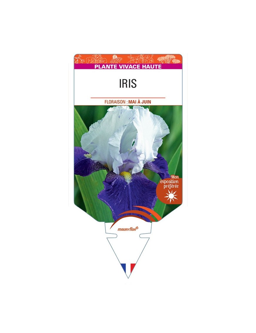 IRIS (germanica violet et blanc)