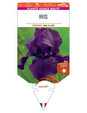 IRIS (germanica violet)