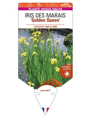 IRIS pseudacorus Golden Queen voir Iris des Marais