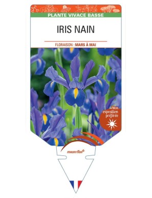 IRIS PUMILA NAIN (bleu violet)