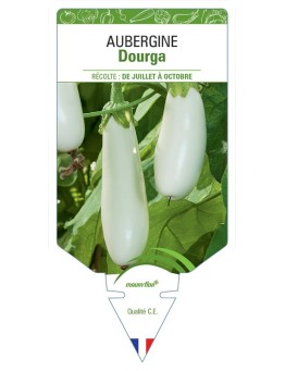 AUBERGINE DOURGA
