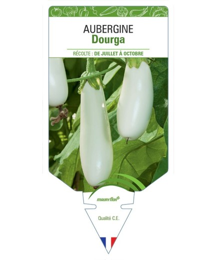 AUBERGINE DOURGA