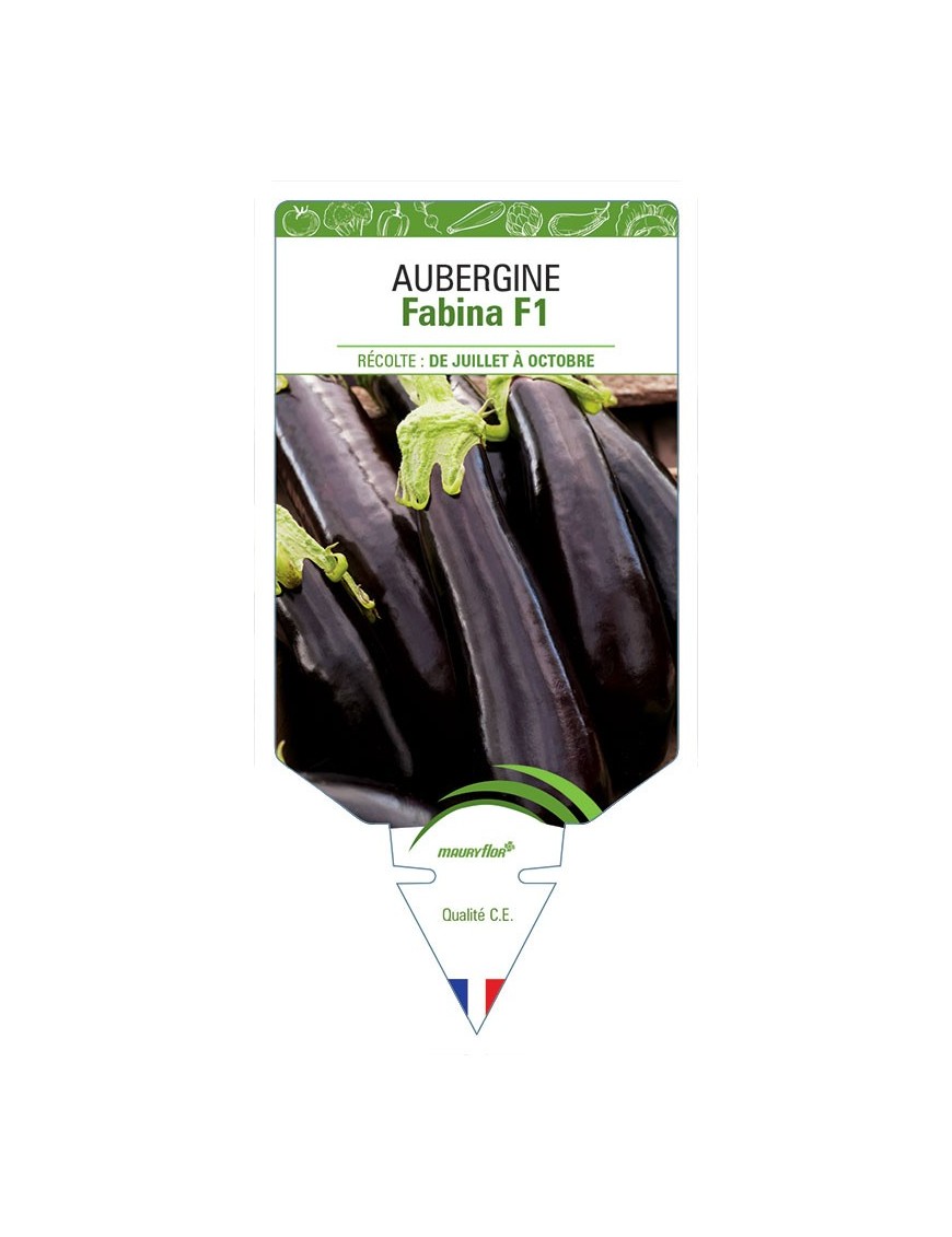 AUBERGINE FABINA F1
