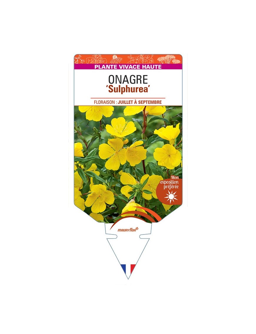 ŒNOTHERA ODORATA SULPHUREA voir Onagre