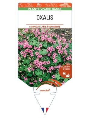 OXALIS FLORIBUNDA (rose foncé)