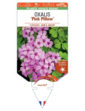 OXALIS Pink Pillow
