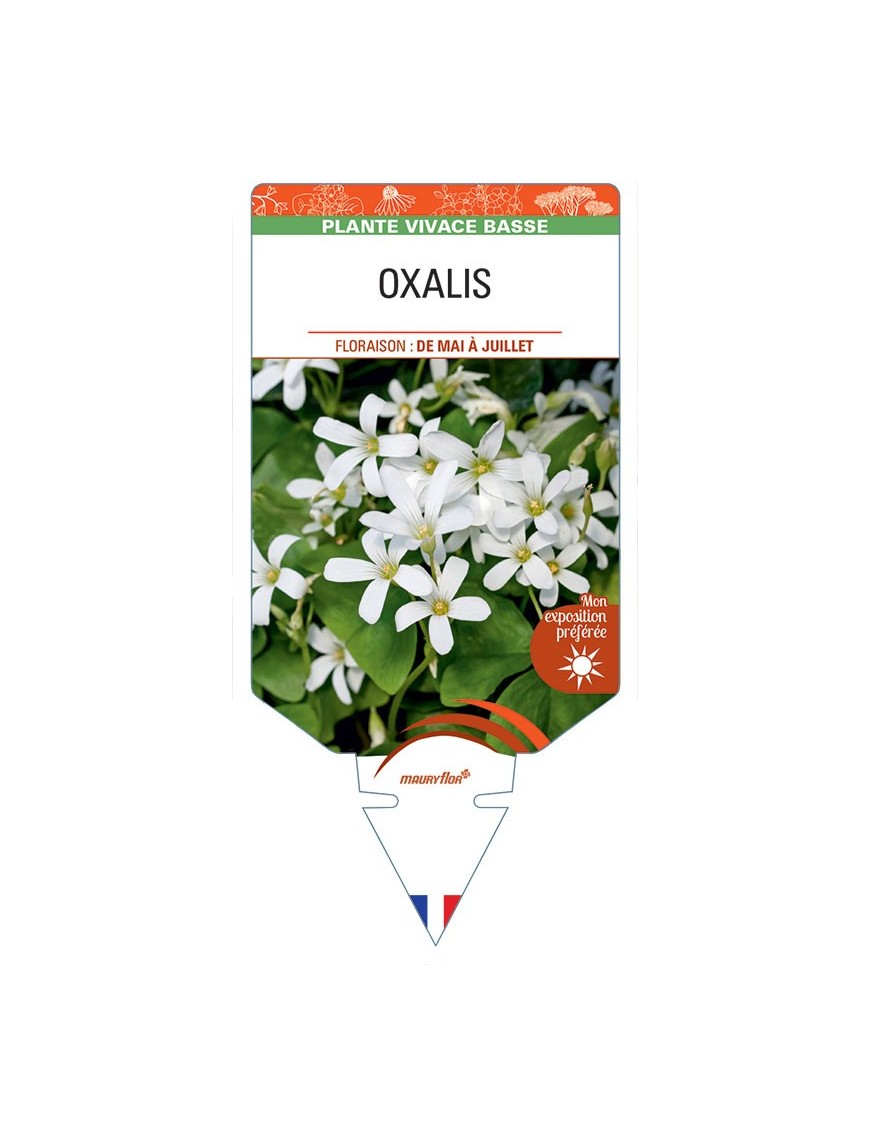 OXALIS REGNELLII (blanc)