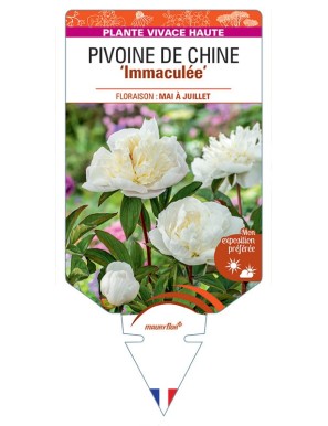 PAEONIA lactiflora Immaculée voir Pivoine de Chine