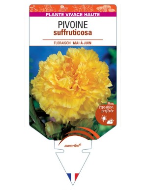 PAEONIA SUFFRUTICOSA voir Pivoine (jaune)