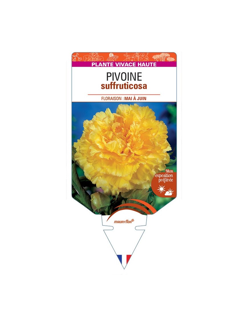 PAEONIA SUFFRUTICOSA voir Pivoine (jaune)